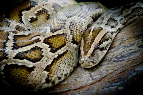 Close-up photo of burmese python (Python molurus bivittatus) isolated on blac Stock Photos