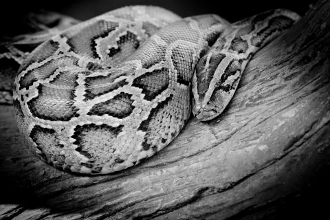 Close-up photo of burmese python (Python molurus bivittatus) isolated on blac 写真素材