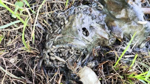 Close up photo of carcass Stock Footage 294130935