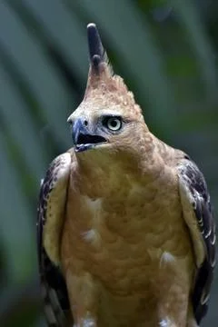 Close up photo of a changeable hawk eagle Close up photo of a changeable h... Stock Photos