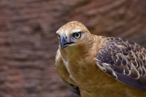 Close up photo of a changeable hawk eagle Close up photo of a changeable h... Stock Photos