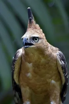 Close up photo of a changeable hawk eagle Stock Photos