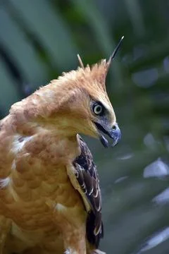 Close up photo of a changeable hawk eagle Stock Photos