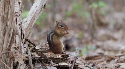 Close up photo of Chipmunk Stock Photos
