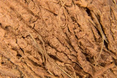 Close up photo of a coconut shell Stock Photos