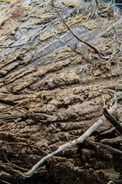 Close up photo of a coconut shell Stock Photos