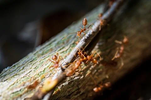 Close-up photo of a colony of red ants on wood. Stock Photos