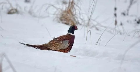 Close up photo of Common Pheasant, Phasianus colchicus on snow in sunny winte Stock Photos