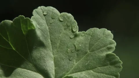 A close-up photo of dewdrops on a green leaf Stock Footage 337954889