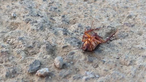 A close-up photo of a dying cockroach Vídeos de archivo 343907214