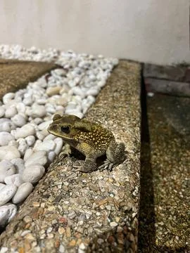 This close-up photo features a toad resting on a textured, pebble-strewn su.. Stock Photos