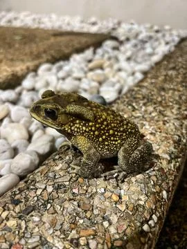 This close-up photo features a toad resting on a textured, pebble-strewn su.. Stock Photos
