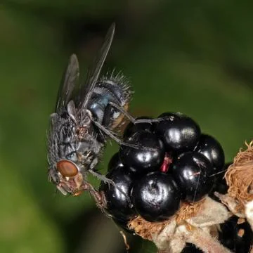 Close-up photo of a Fly. Stock Photos