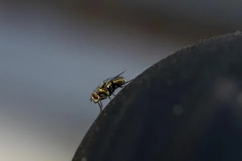Close-up photo of a fly Stock Photos
