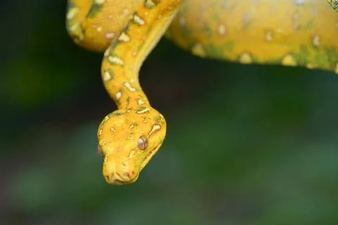 Close up photo of a green tree python Close up photo of a green tree pytho... Photos