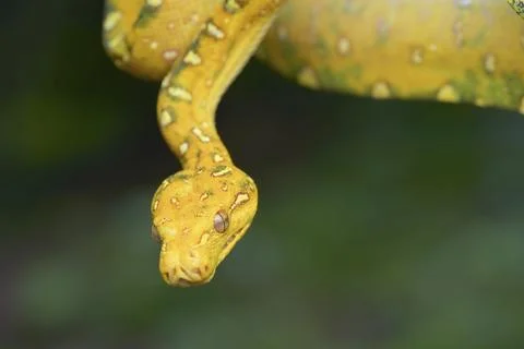 Close up photo of a green tree python Foto stock