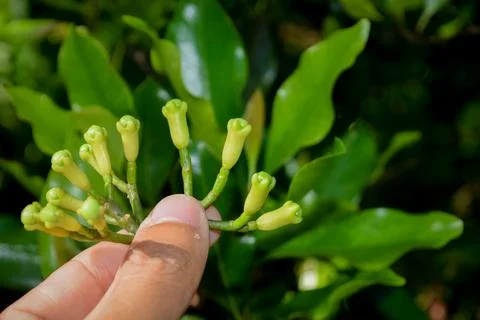 Close up photo holding a clove on a tree Stock Photos