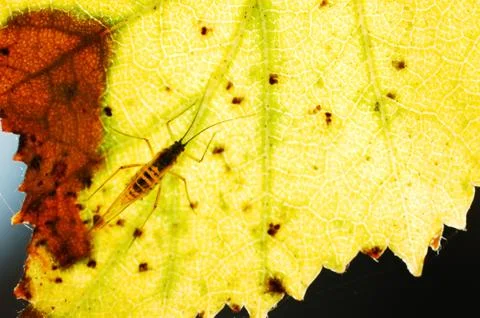 Close-up photo of a insect on a leaf Stock Photos