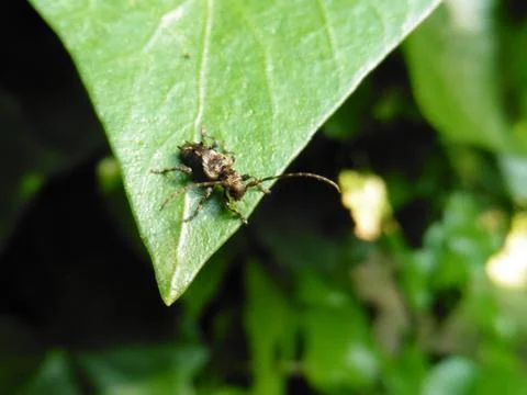 Close-up photo of an insect on a leaf Stock Photos