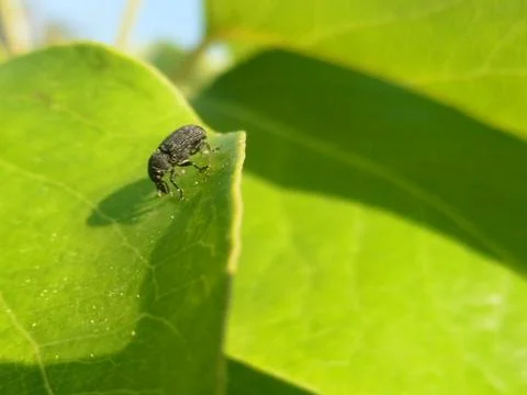 Close-up photo of an insect on a leaf Stock Photos