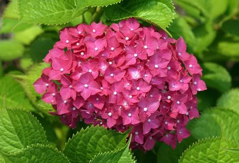 A close-up photo of lacecap hydrangea Stock Photos