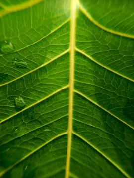 Close-up photo of leaf texture Foto stock