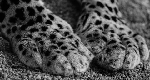 A close up photo of Leopard Paws Stock Photos