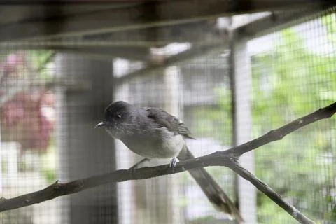 Close-up photo long-tailed sibia or heterophasia picaoides in the zoo. Stock Photos