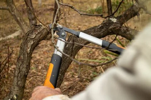 Close-up photo of a man pruning tree branches using garden secateurs. Stock Photos