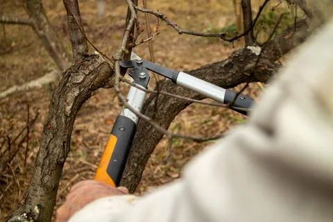 Close-up photo of a man pruning tree branches using garden secateurs. Stock Photos