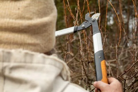 Close-up photo of a man pruning tree branches using garden secateurs. Stock Photos