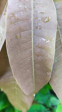 Close up photo of mango leaf texture which is suitable for wallpaper Stock Photos