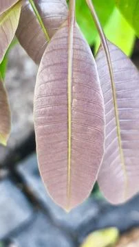 Close up photo of mango leaf texture which is suitable for wallpaper Stock Photos