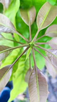 Close up photo of mango leaf texture which is suitable for wallpaper Stock Photos
