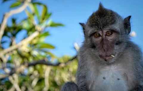 Close up photo of Monkey Foto stock