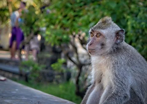 Close up photo of a Monkey Foto stock
