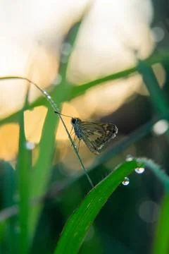 Close-up photo of a moth perched on a leaf, blurred background Stock Photos