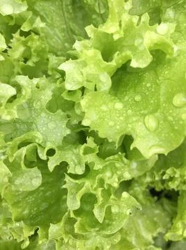 Close-up photo. Pattern with green leaves. Background. Stock Photos