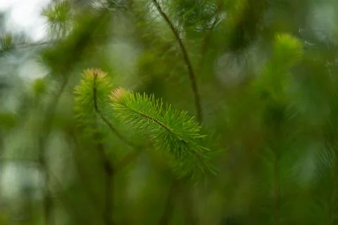 Close-up photo. Pattern with green leaves. Background. Stock Photos