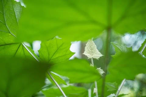 Close-up photo. Pattern with green leaves. Background. Stock Photos
