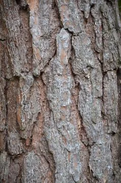 Close up photo of pine tree bark Stock Photos