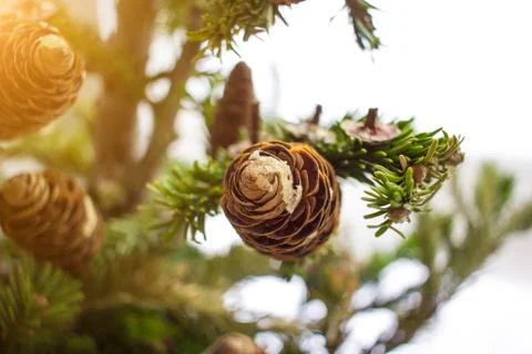 Close-up photo of pine tree branches on sunny day. Christmass concept Stock Photos