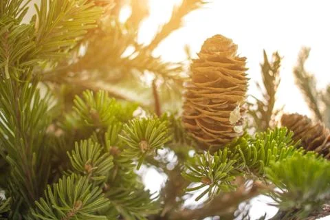 Close-up photo of pine tree branches on sunny day. Christmass and New year Stock Photos