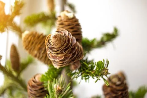 Close-up photo of pine tree branches on sunny day. Christmass and New year co Stock Photos