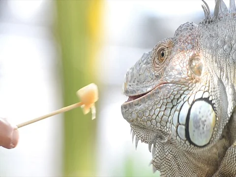 Close-up photo portrait of a big lizard reptiles Iguana ,eating fruit Stock Footage 81934367