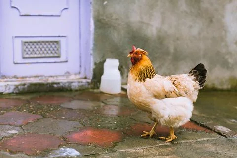 Close up photo of rustic red chicken on colorful backyard. Horizontal eco ban Stock Photos