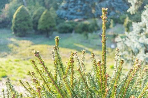 Close-up photo of a sharp, evergreen tree branch with needle-like leaves agai Stock Photos