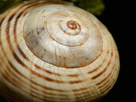 Close up photo of a snail shell Stock Photos