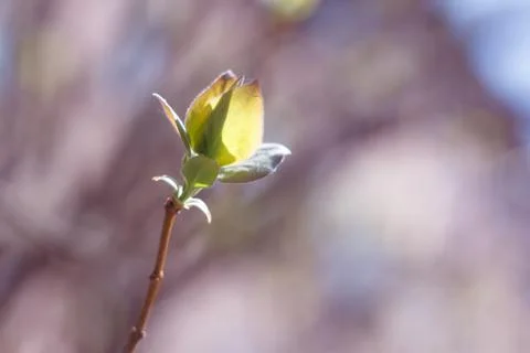 Close-up photo of spring young fresh leaves on tree branches with buds on the Stock Photos