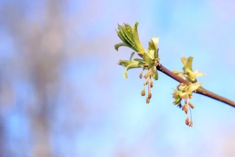 Close-up photo of spring young fresh leaves on tree branches with buds on the Stock Photos